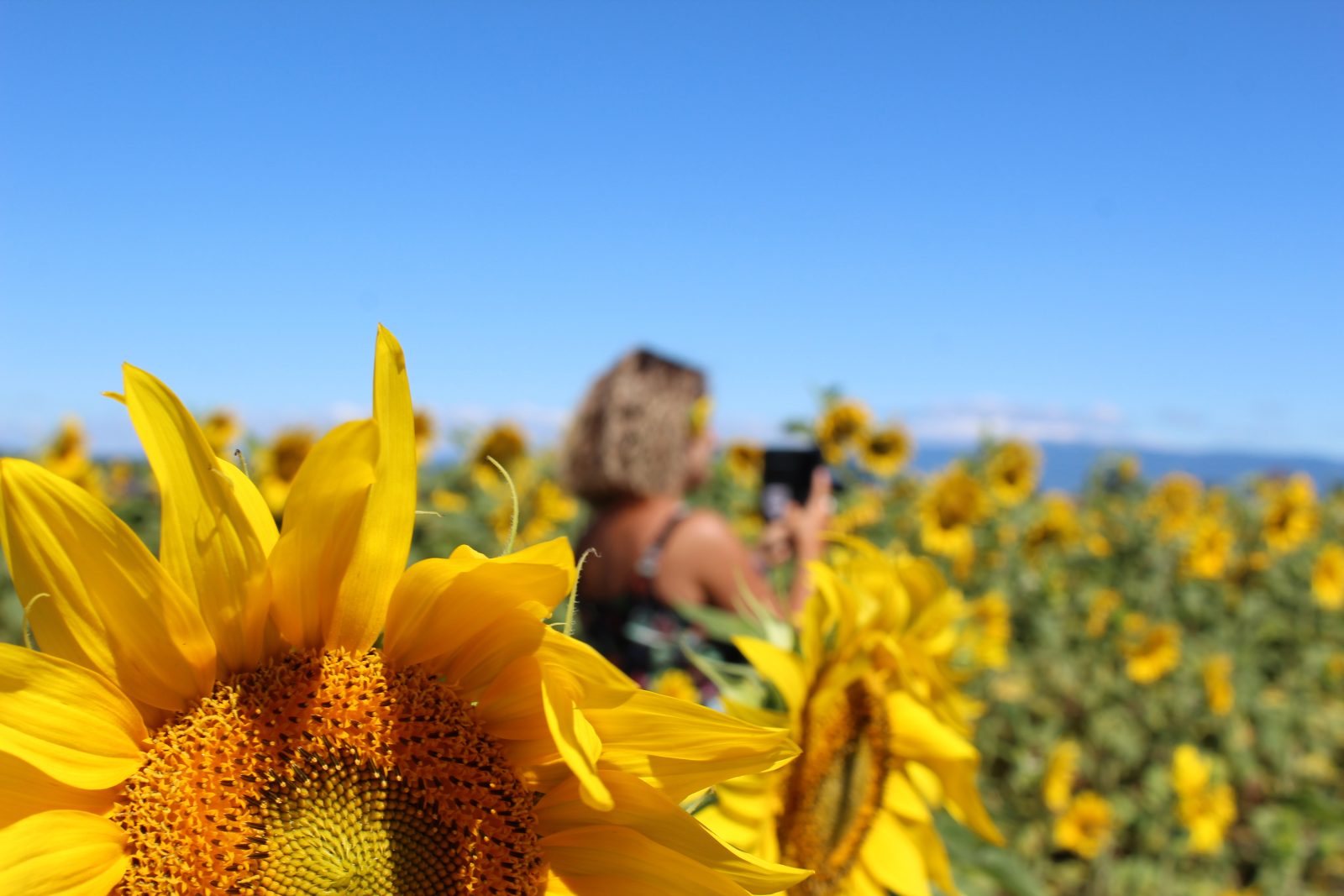 plateau valensole