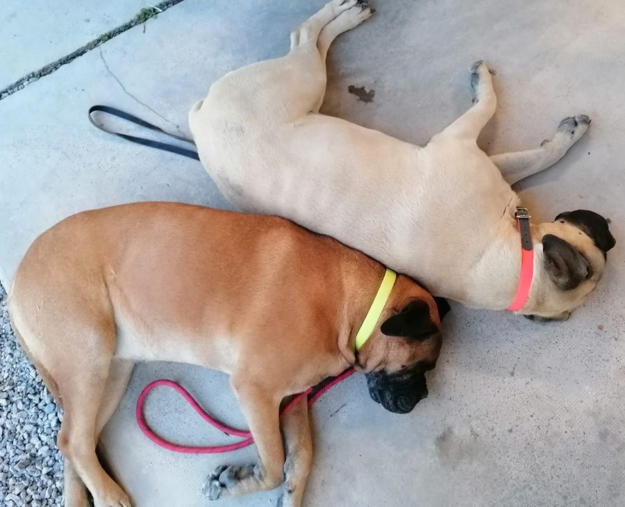 Pipa et Rosy
